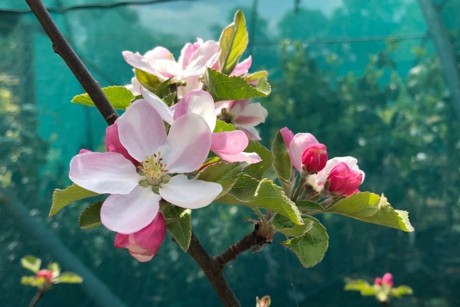 mayfield-apple-blossom