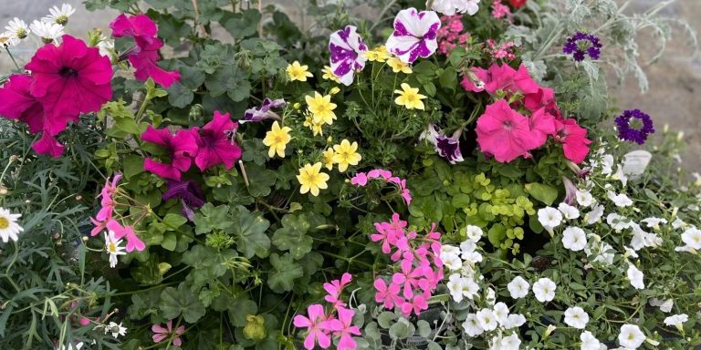image00085